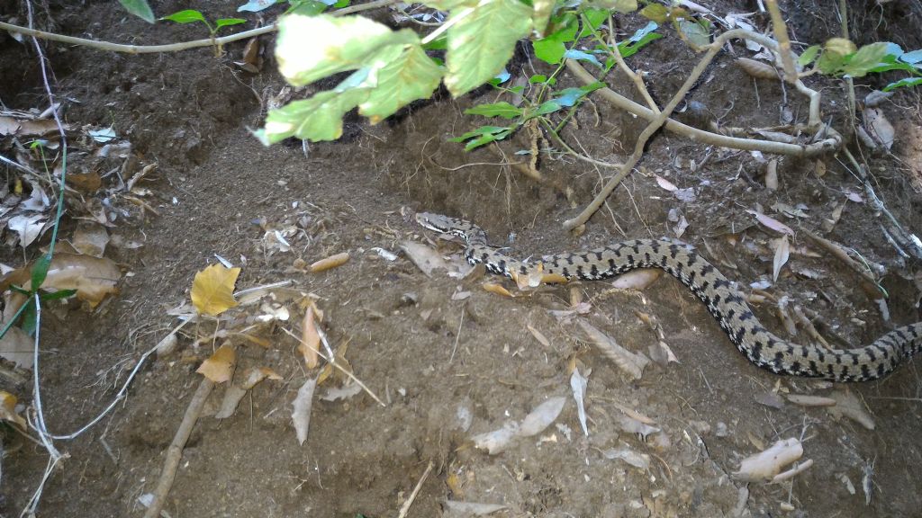 Vipera aspis francisciredi